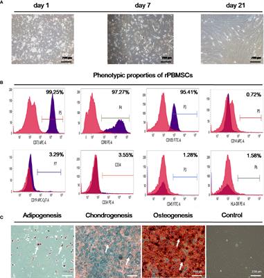 The Proliferation and Stemness of Peripheral Blood-Derived Mesenchymal Stromal Cells Were Enhanced by Hypoxia